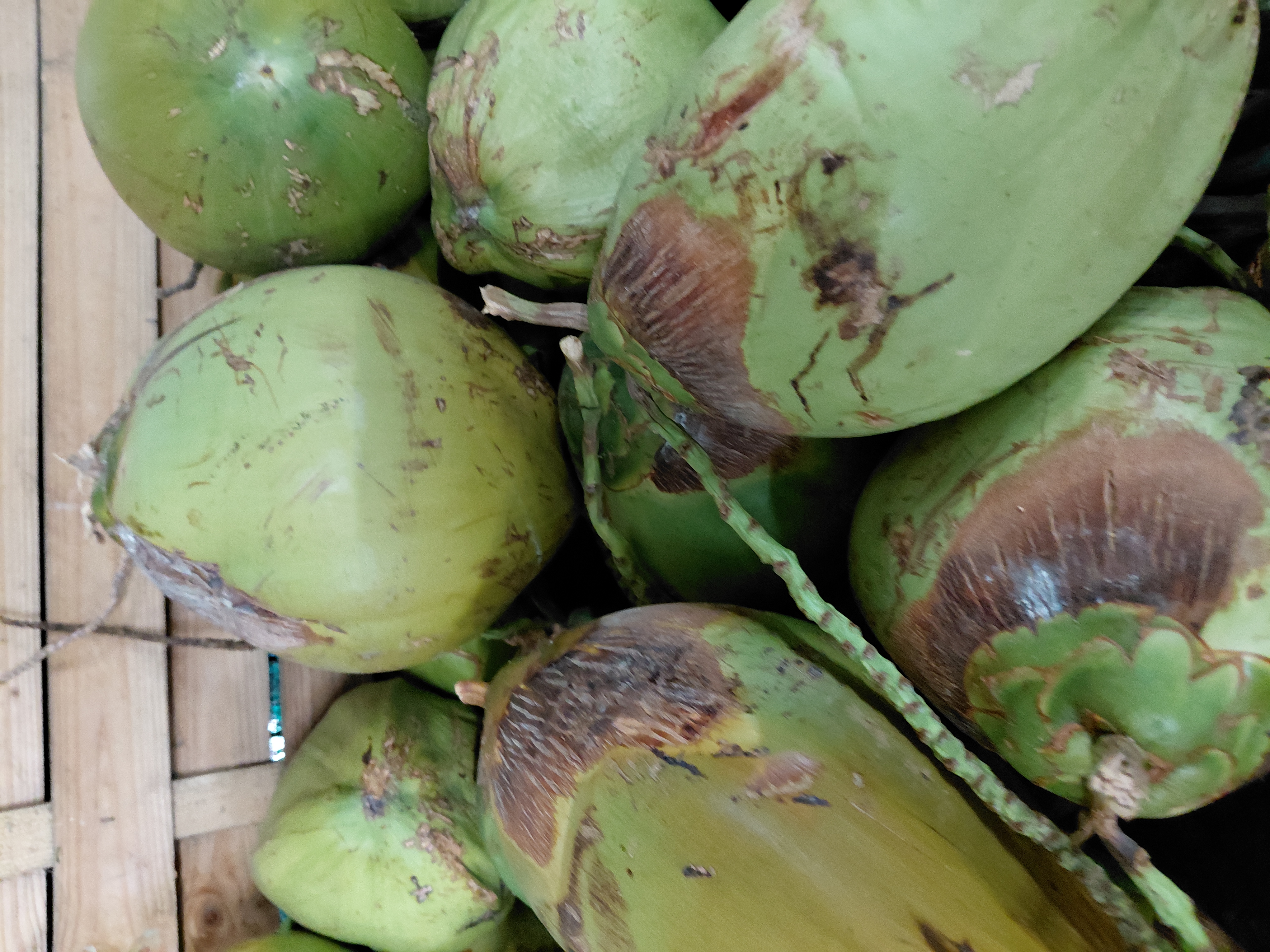 Le coco d’eau rappelle les usages multiples du cocotier dans l’alimentation et la vie quotidienne.